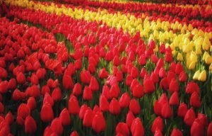 Keukenhof